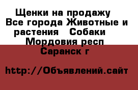 Щенки на продажу - Все города Животные и растения » Собаки   . Мордовия респ.,Саранск г.